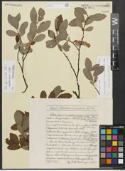 Foto von Salix appendiculata Vill. x Salix waldsteiniana Willd.